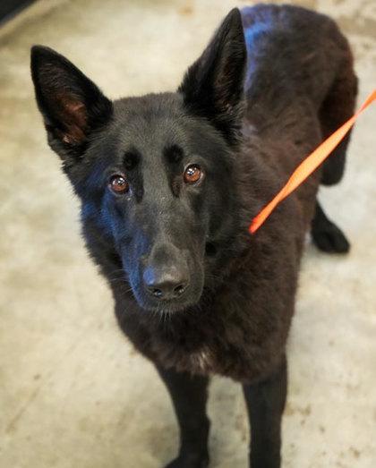 Enlarge Nikki, a Adoptable mixed breed in Bowling Green, KY image 2/3