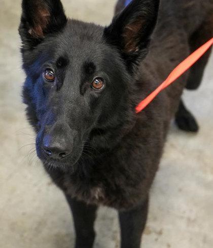 Enlarge Nikki, a Adoptable mixed breed in Bowling Green, KY image 3/3