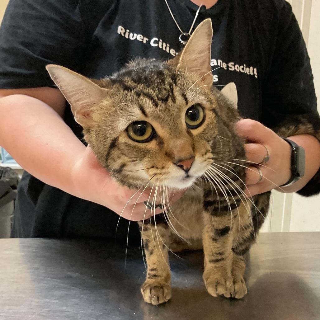 Toney, Adoptable, Adult Male Domestic Short Hair.