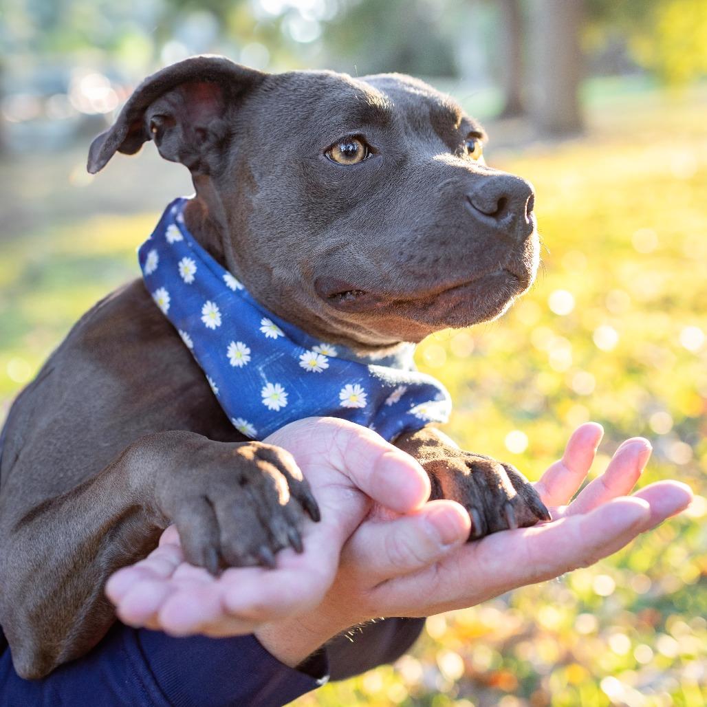 Yara, Adoptable, Adult Female American Staffordshire Terrier.
