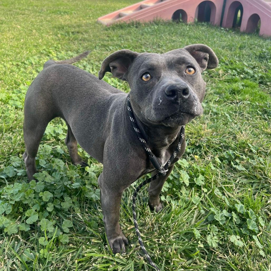 Yara, a Adoptable American Staffordshire Terrier in Turlock, CA image 1/6