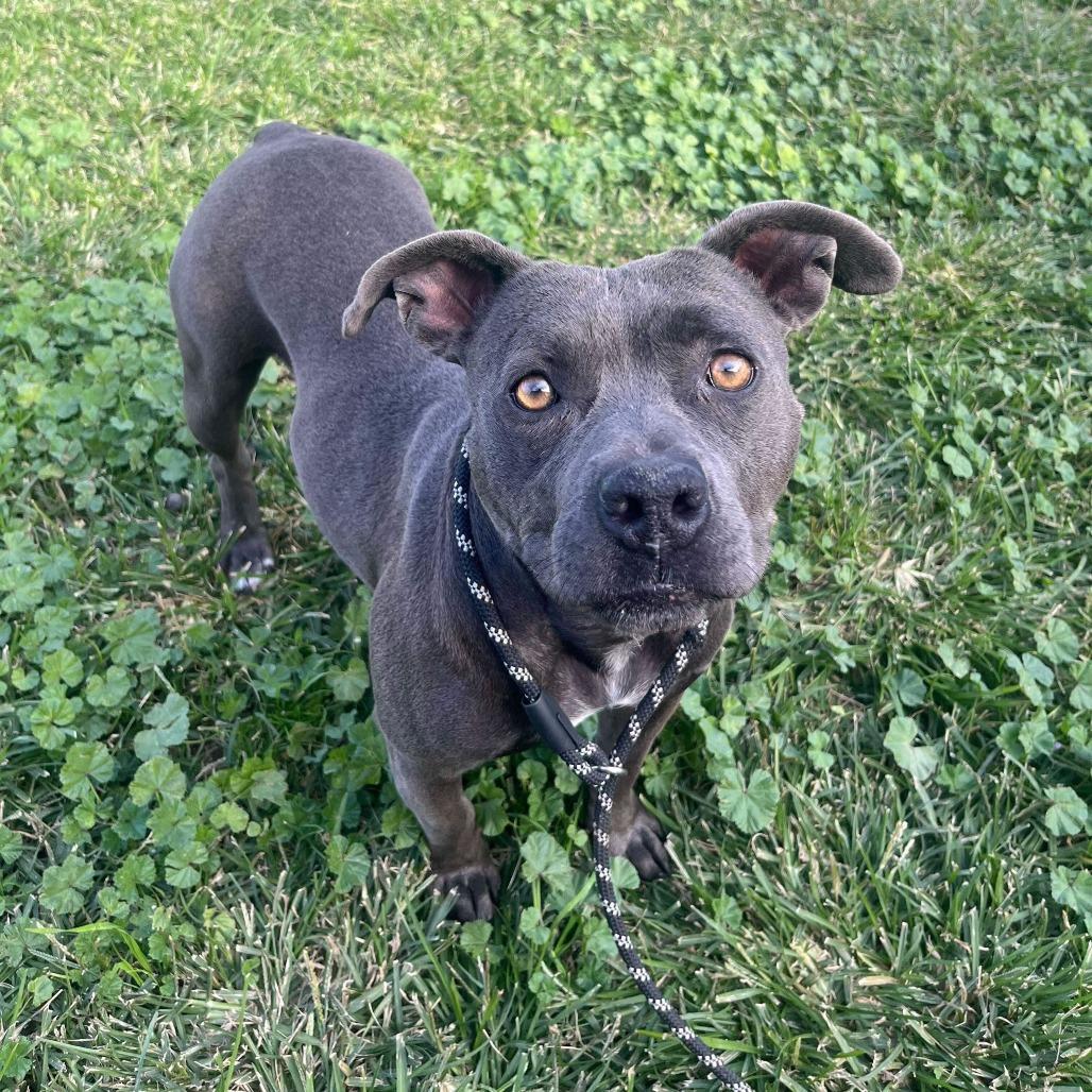 Yara, Adoptable, Adult Female American Staffordshire Terrier.