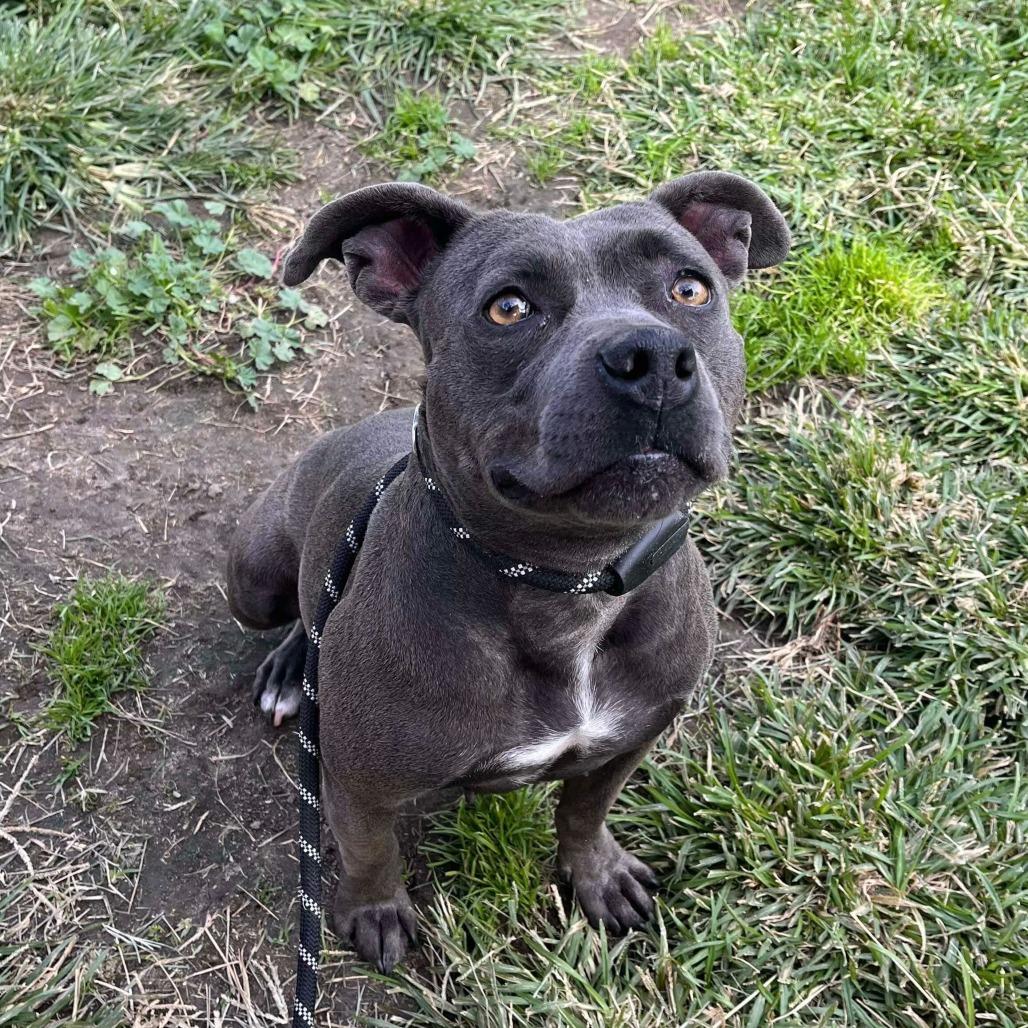 Yara, a Adoptable American Staffordshire Terrier in Turlock, CA image 3/6