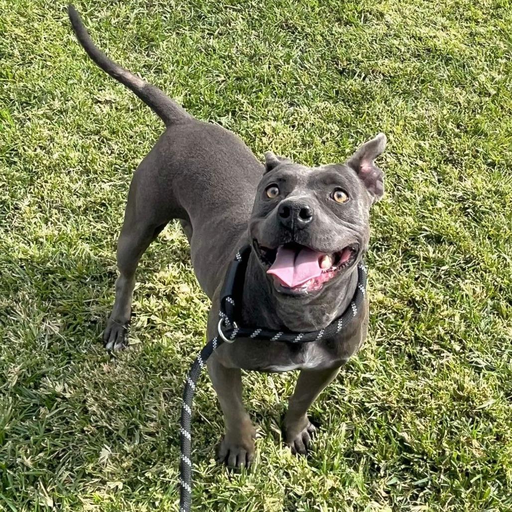 Yara, a Adoptable American Staffordshire Terrier in Turlock, CA image 4/6