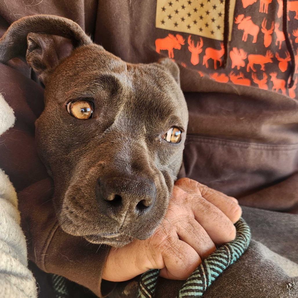 Yara, a Adoptable American Staffordshire Terrier in Turlock, CA image 5/6