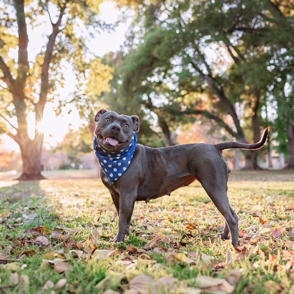 Yara, a Adoptable American Staffordshire Terrier in Turlock, CA image 4/6