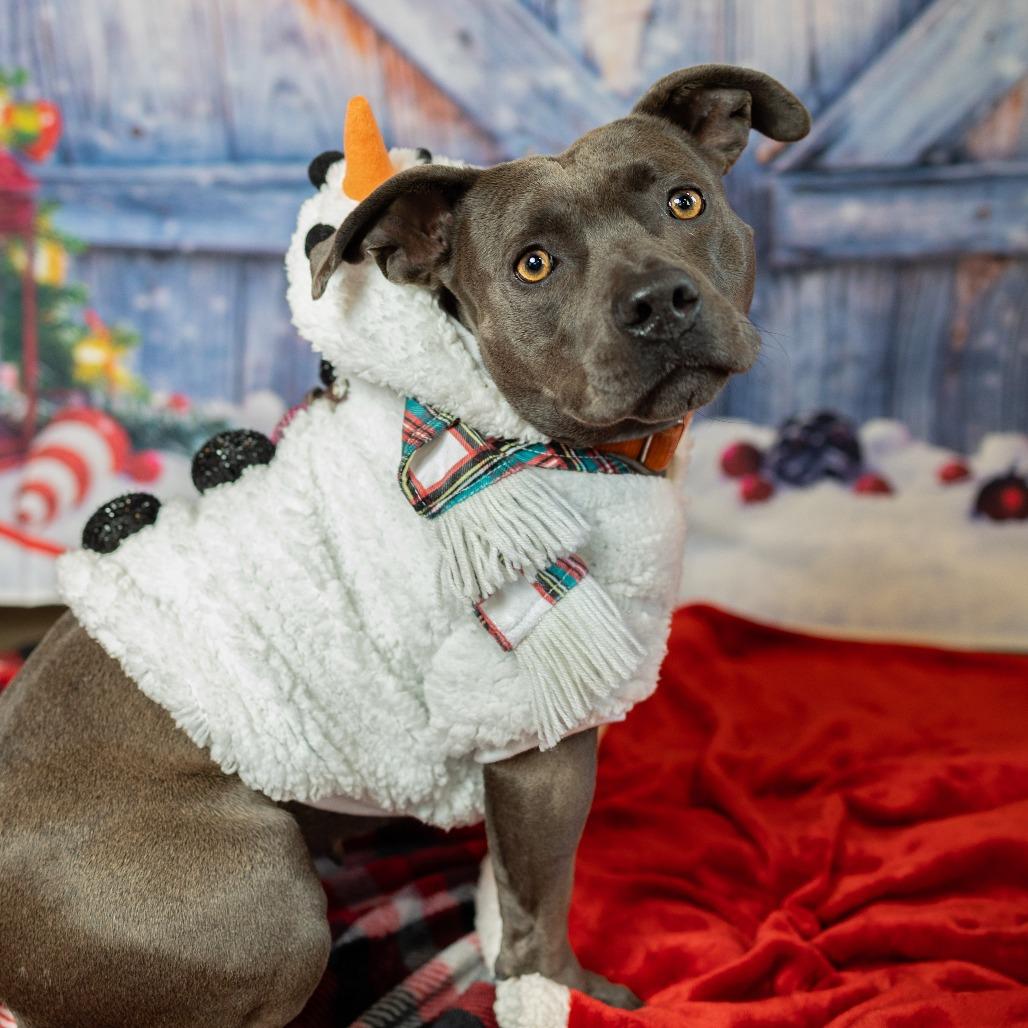 Yara, a Adoptable American Staffordshire Terrier in Turlock, CA image 6/6