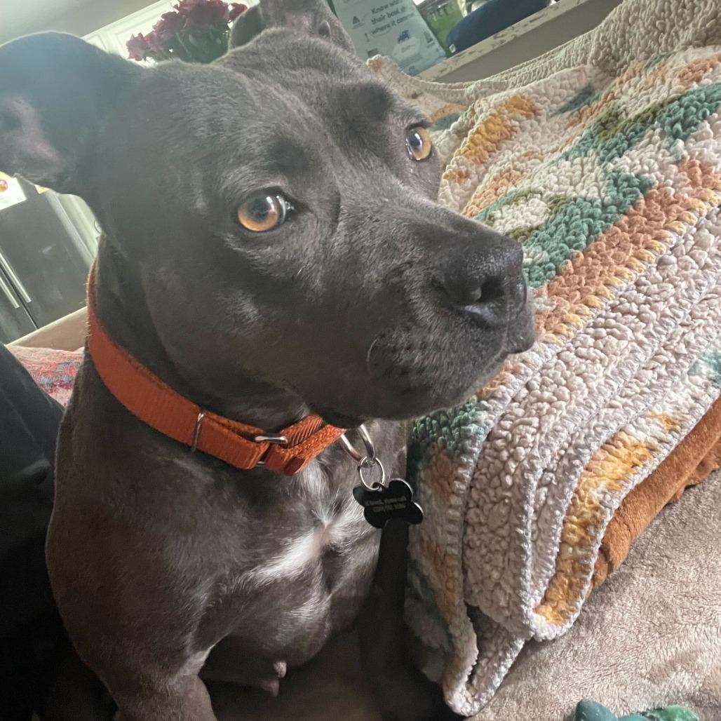 Yara, a Adoptable American Staffordshire Terrier in Turlock, CA image 5/6