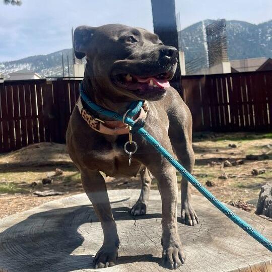 Yara, a Adoptable American Staffordshire Terrier in Turlock, CA image 6/6