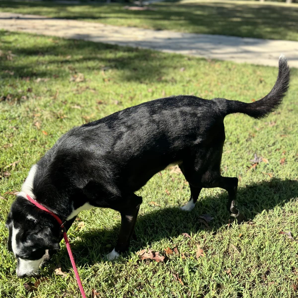 RUPERT, Adoptable, Adult Male Labrador Retriever.