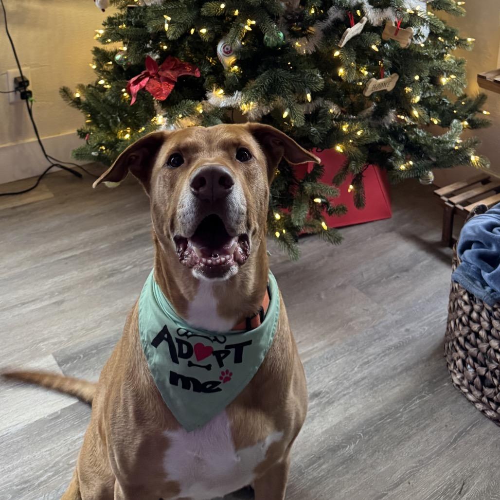 Frankie, Adoptable, Adult Male Hound.