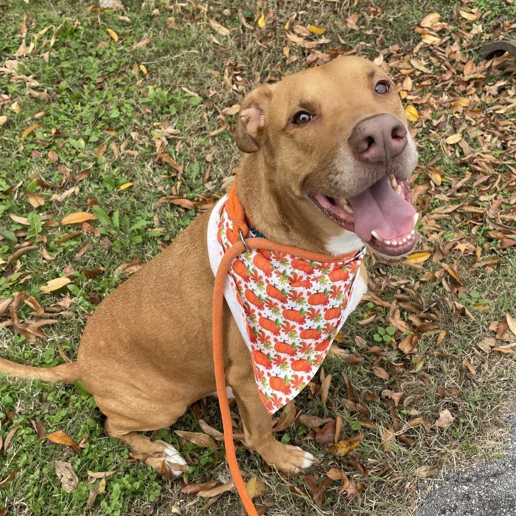 Frankie, Adoptable, Adult Male Hound.