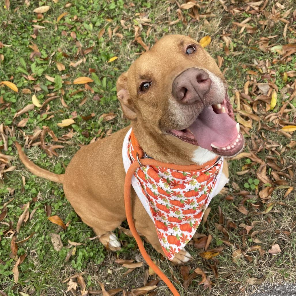 Enlarge Frankie, a Adoptable mixed breed in Springfield, MO image 2/6