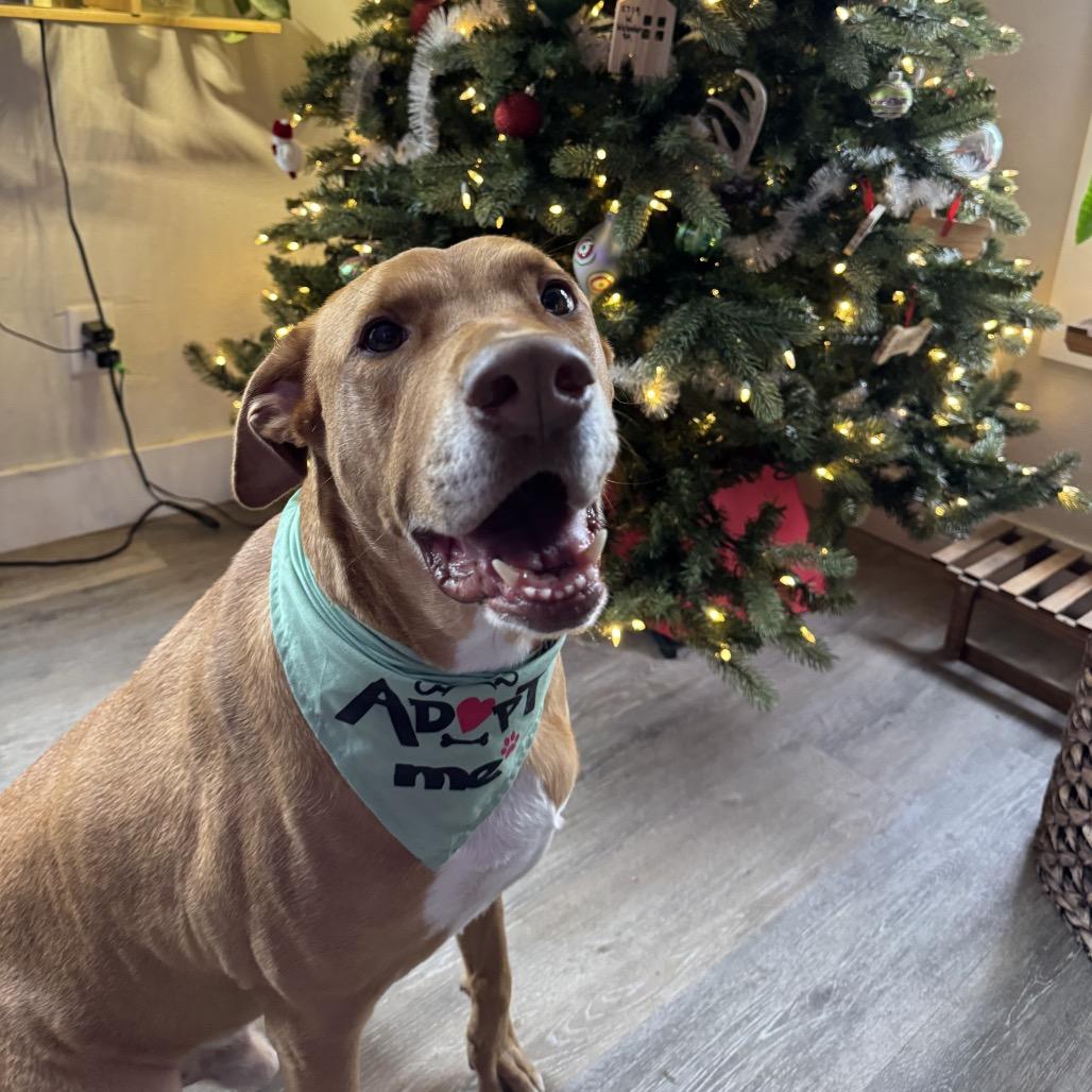 Enlarge Frankie, a Adoptable mixed breed in Springfield, MO image 3/6