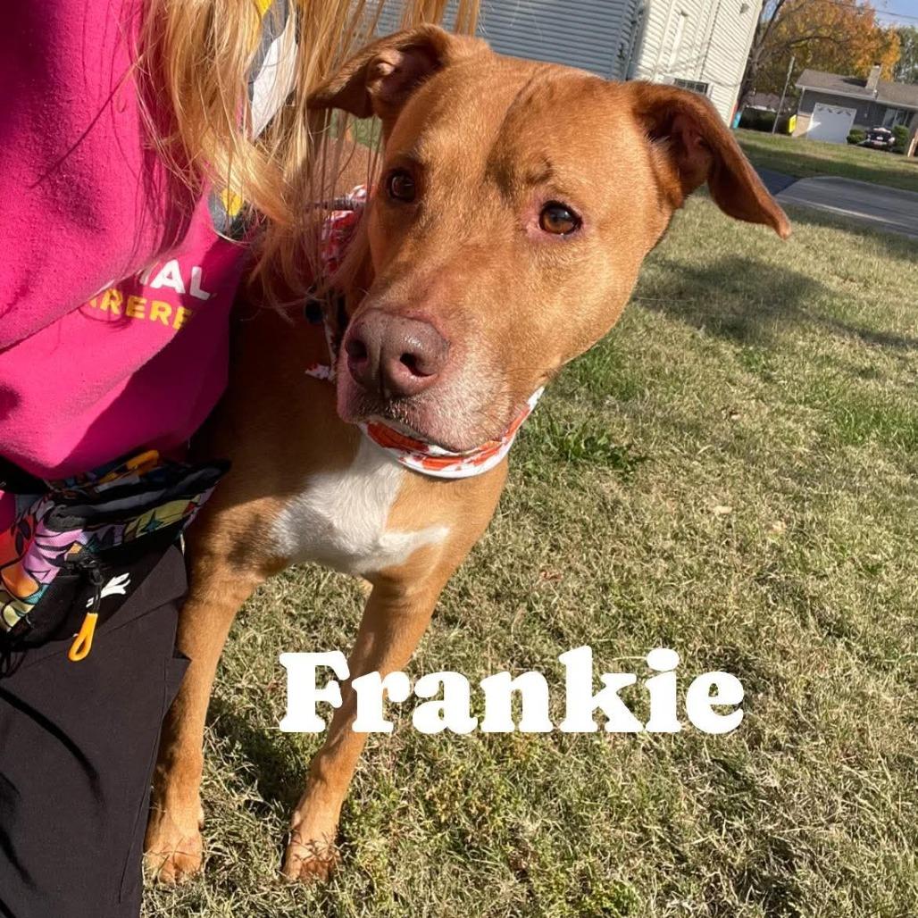 Enlarge Frankie, a Adoptable mixed breed in Springfield, MO image 4/6