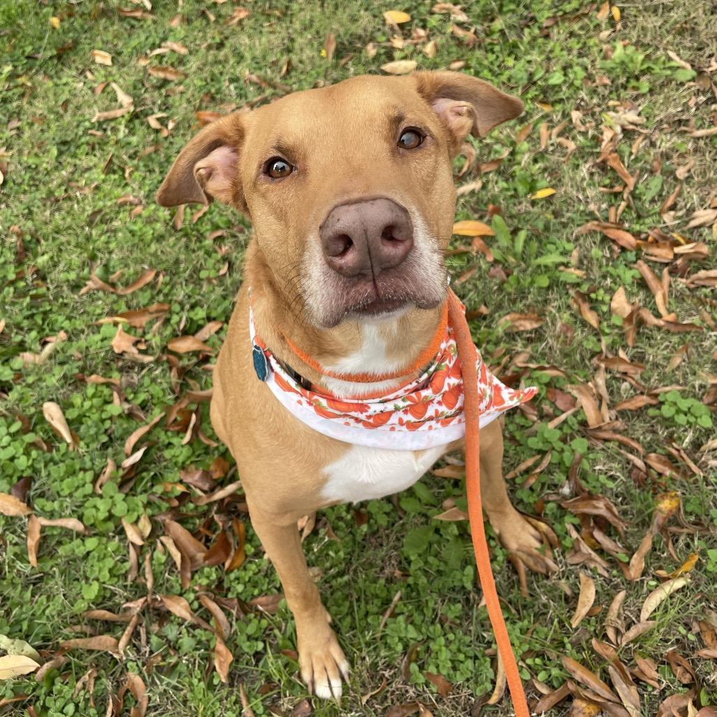 Enlarge Frankie, a Adoptable mixed breed in Springfield, MO image 6/6