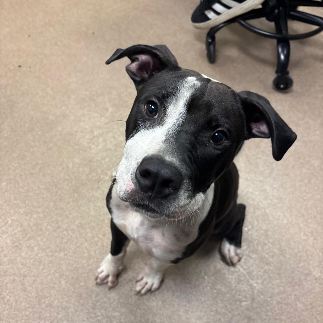Enlarge Moonpie, a Adoptable Pit Bull Terrier in Hinesville, GA image 1/2