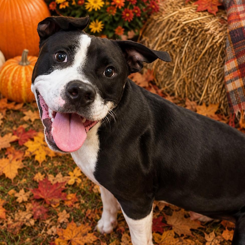 Enlarge Moonpie, a Adoptable Pit Bull Terrier in Hinesville, GA image 2/2