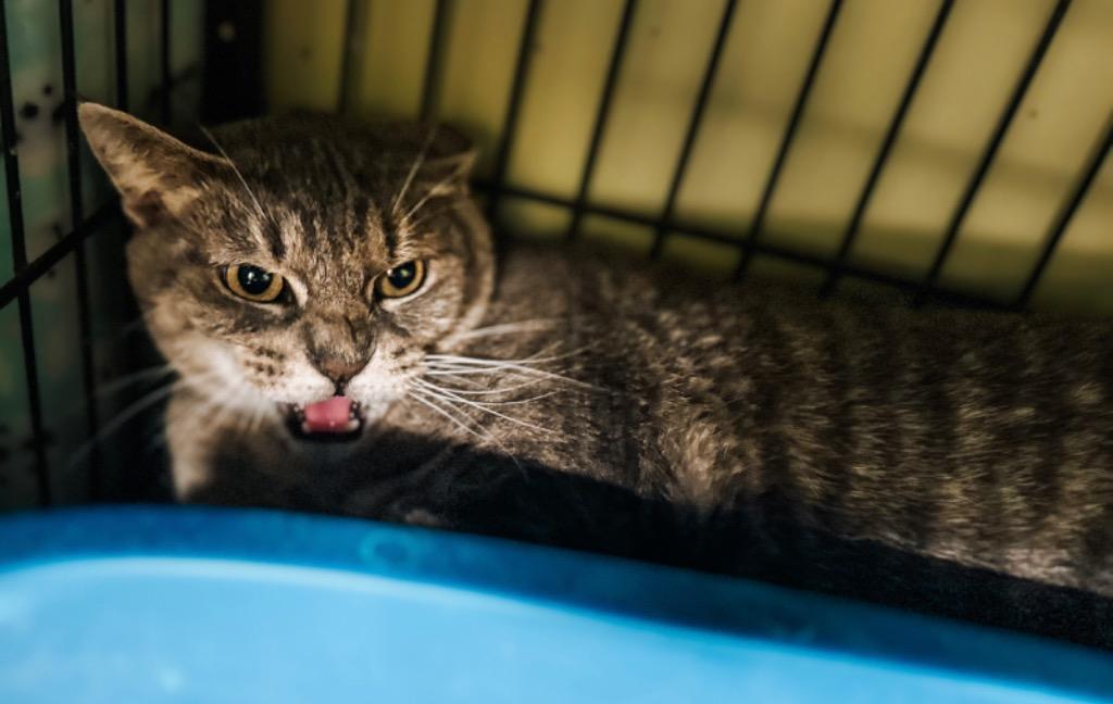 Enlarge Tequila Lime, a Adoptable mixed breed in Auburn, IN image 1/1