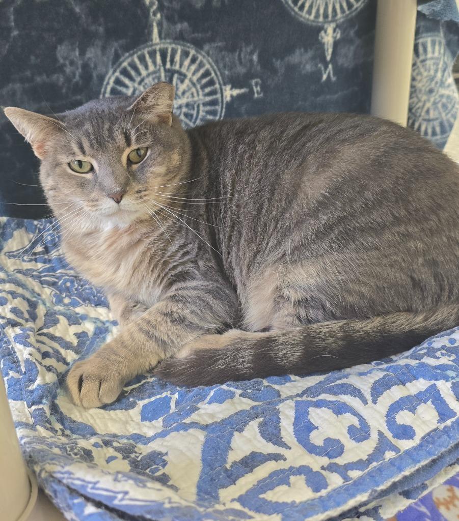 Enlarge Tequila Lime, a Adoptable mixed breed in Auburn, IN image 2/2