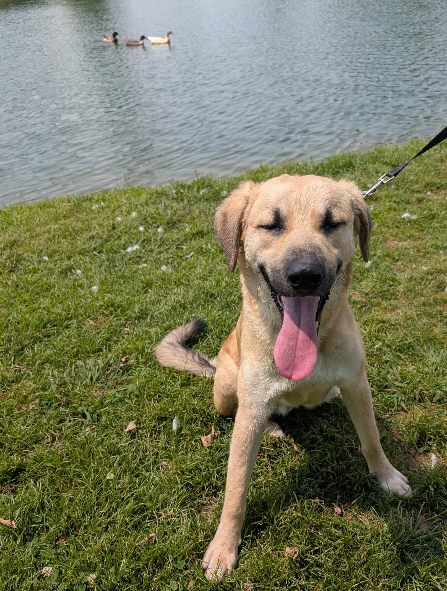 Zeus, Young Male Anatolian Shepherd