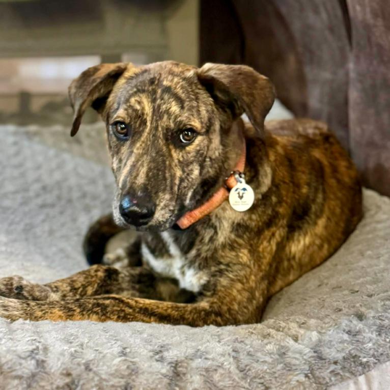 Enlarge Bongo, a ADOPTABLE mixed breed in Mead, CO image 1/1