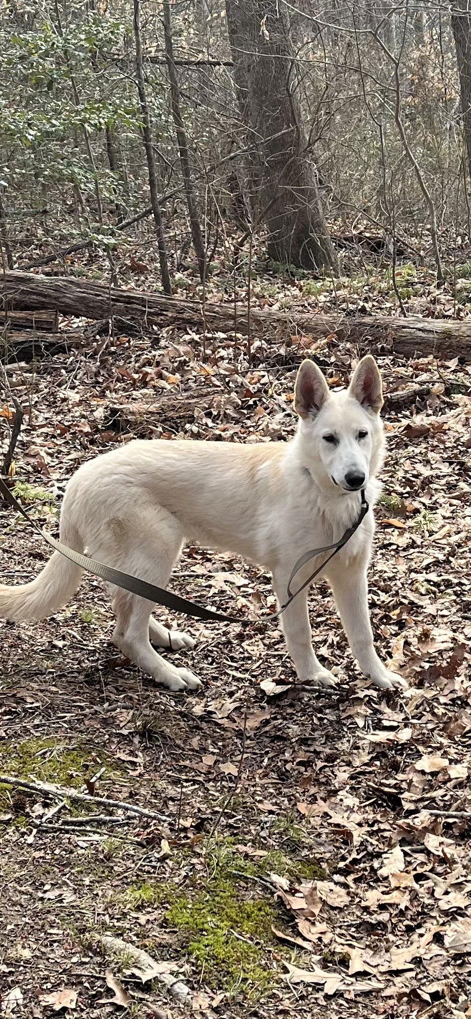Olaf 7234, Adoptable, Puppy Male German Shepherd Dog.