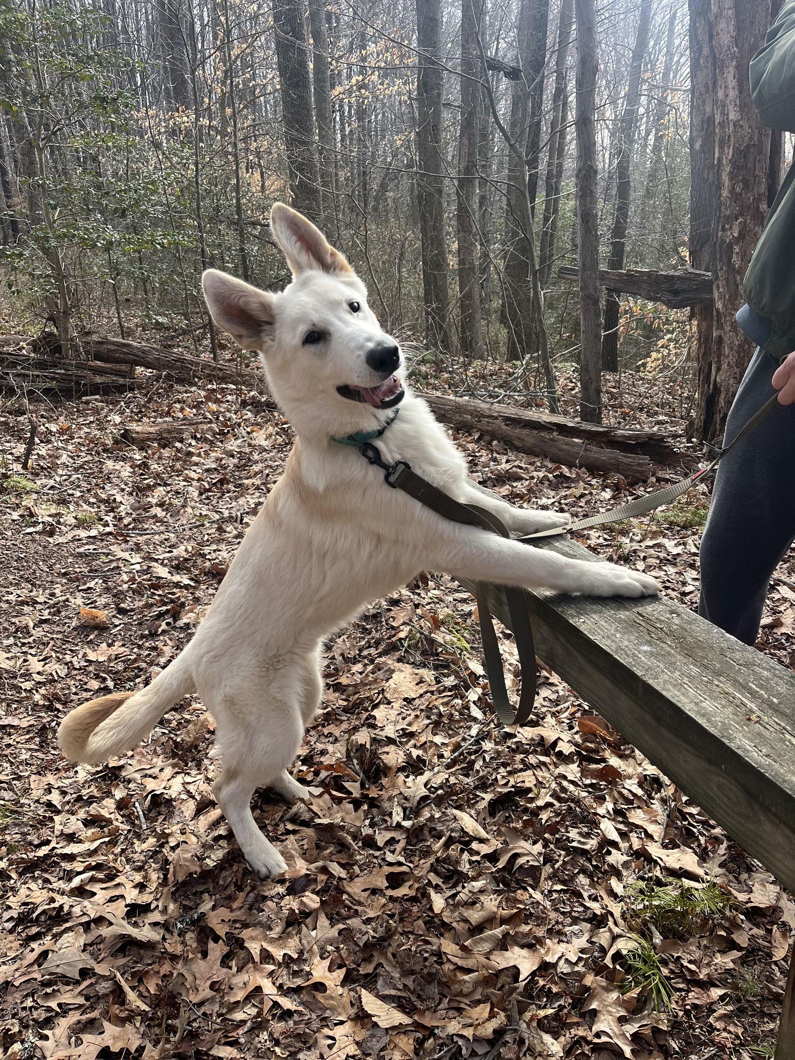 Enlarge Olaf 7234, a Adoptable German Shepherd Dog in Centreville, VA image 2/3