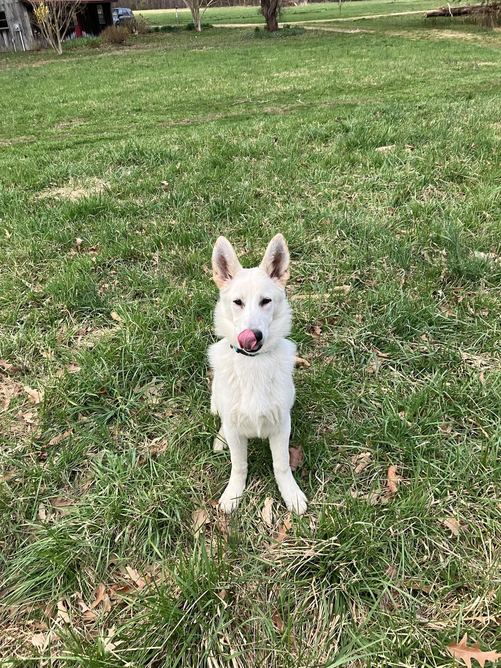 Enlarge Olaf 7234, a Adoptable German Shepherd Dog in Centreville, VA image 3/3