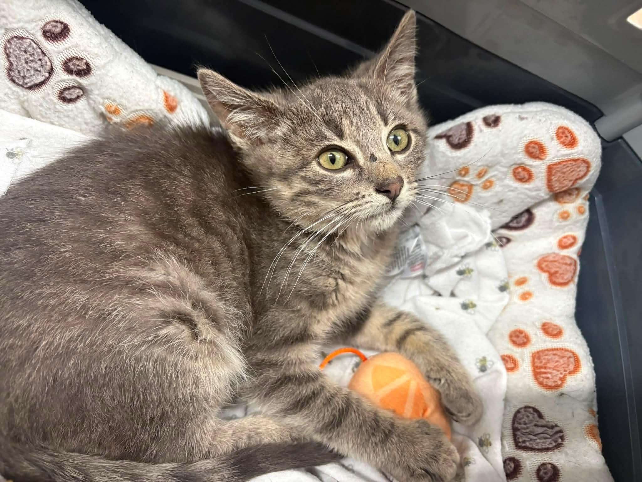 Kelley, adopted, Kitten Male Domestic Short Hair.