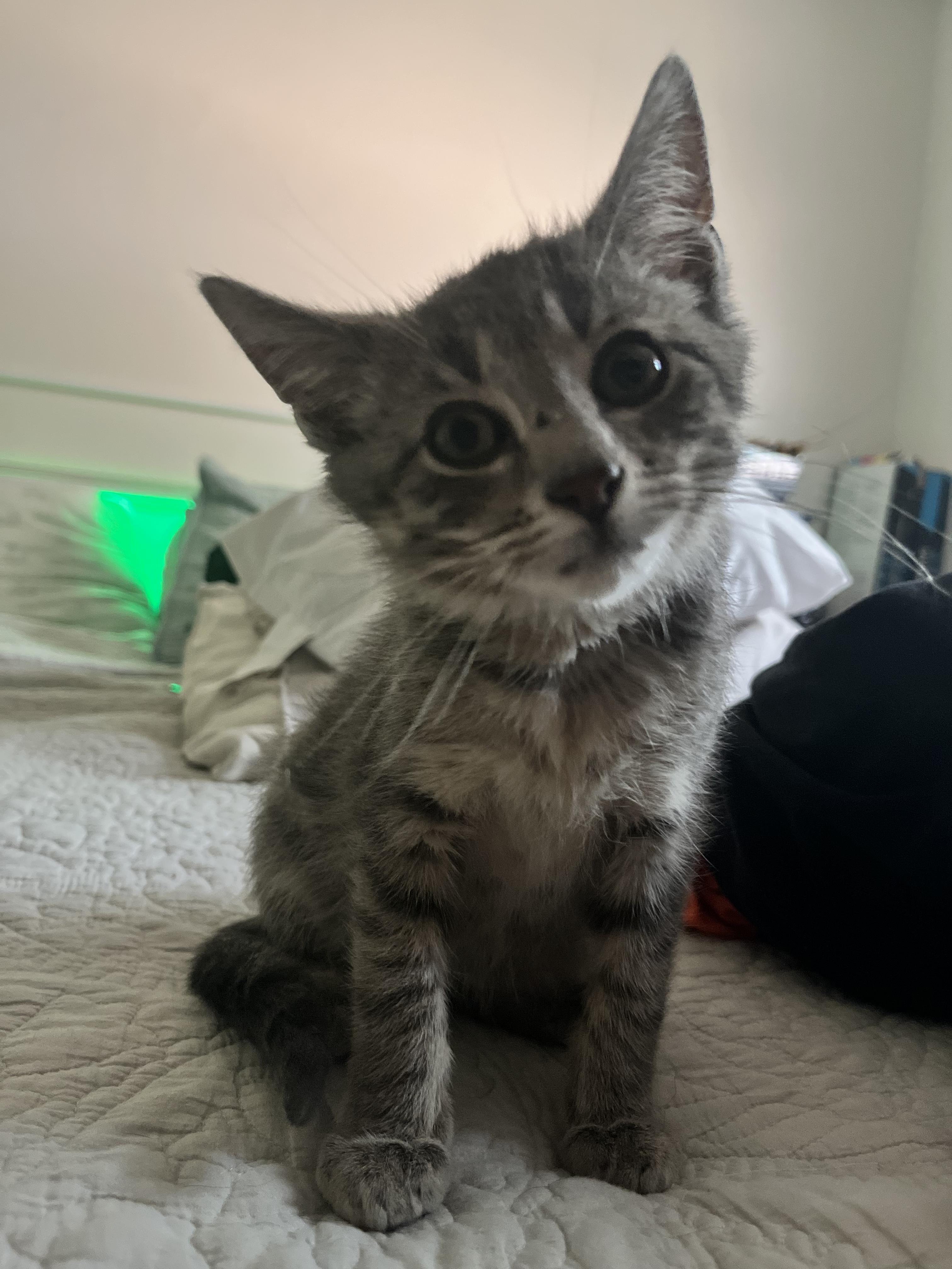 Enlarge Kelley, an adopted Domestic Short Hair in Toledo, OH image 2/4
