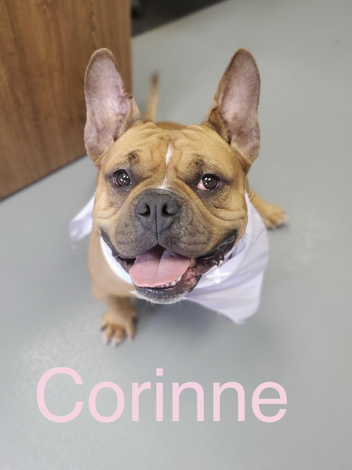 Corinne, Adoptable, Adult Female French Bulldog.