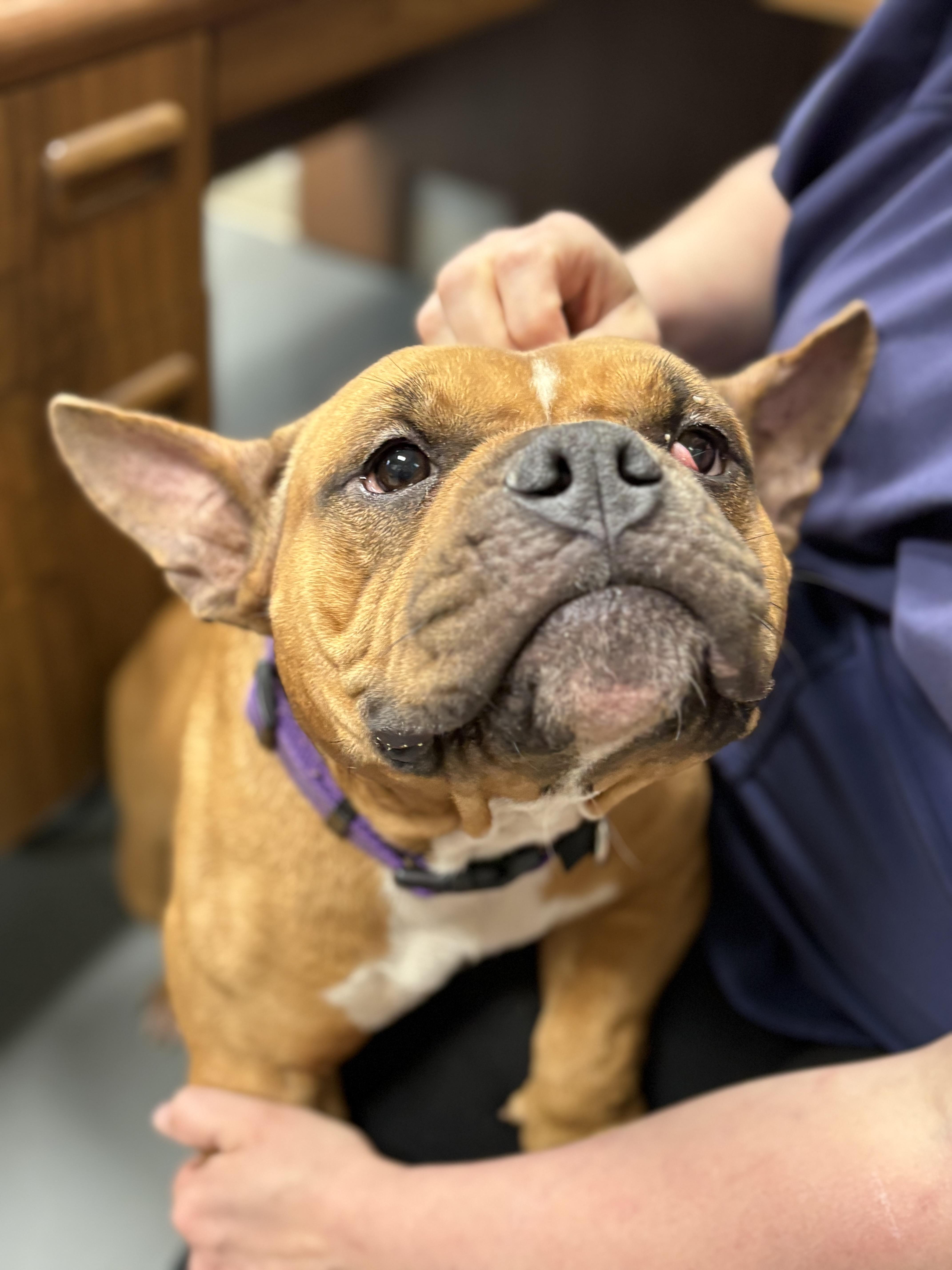 Enlarge Corinne, an adoptable French Bulldog in Zimmerman, MN image 3/3