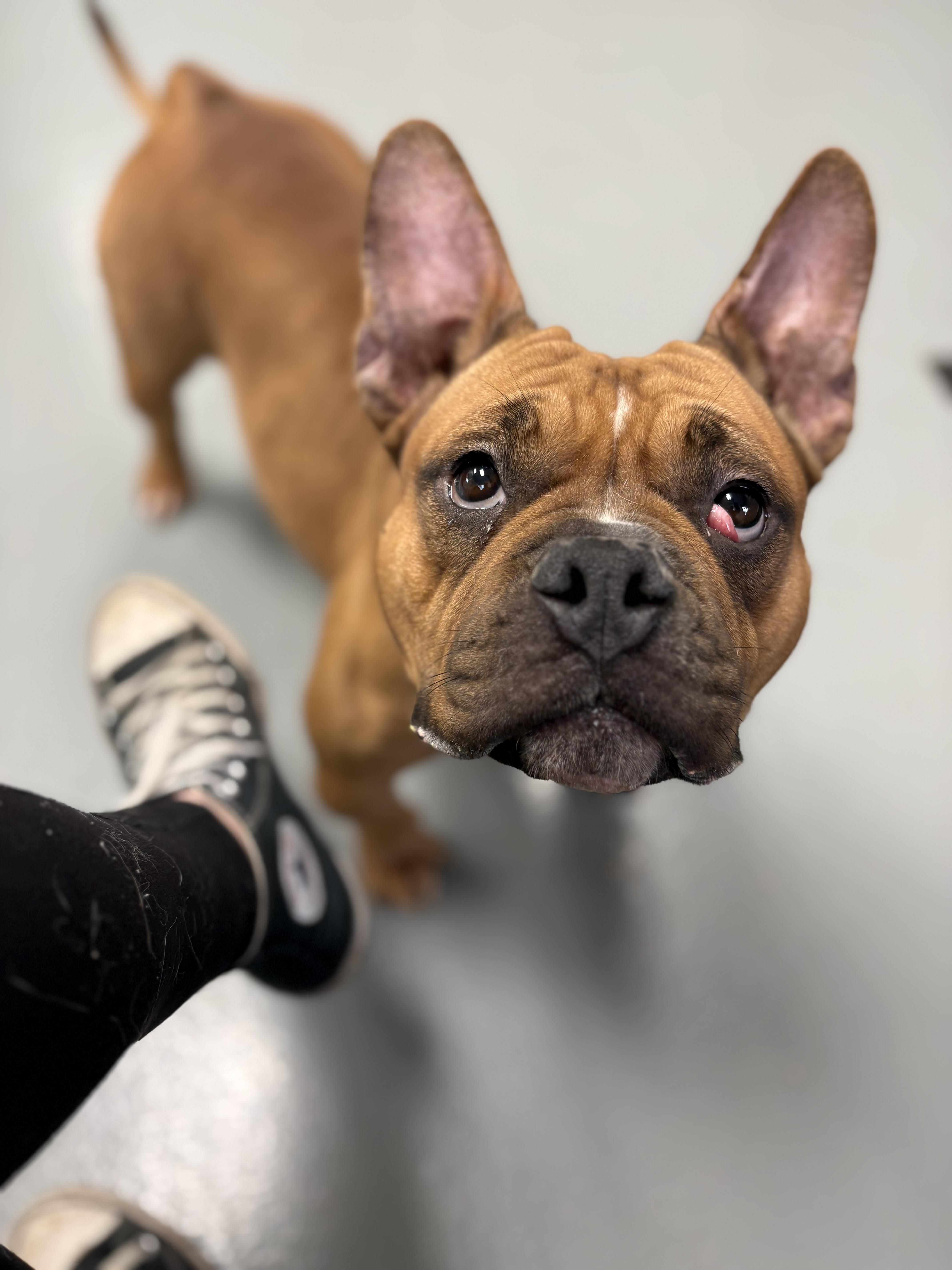 Enlarge Corinne, an adoptable French Bulldog in Zimmerman, MN image 1/3