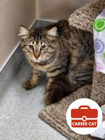 Enlarge Oscar, a Adoptable mixed breed in Roseville, CA image 1/2