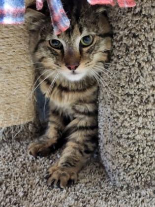 Enlarge Oscar, a Adoptable mixed breed in Roseville, CA image 2/2