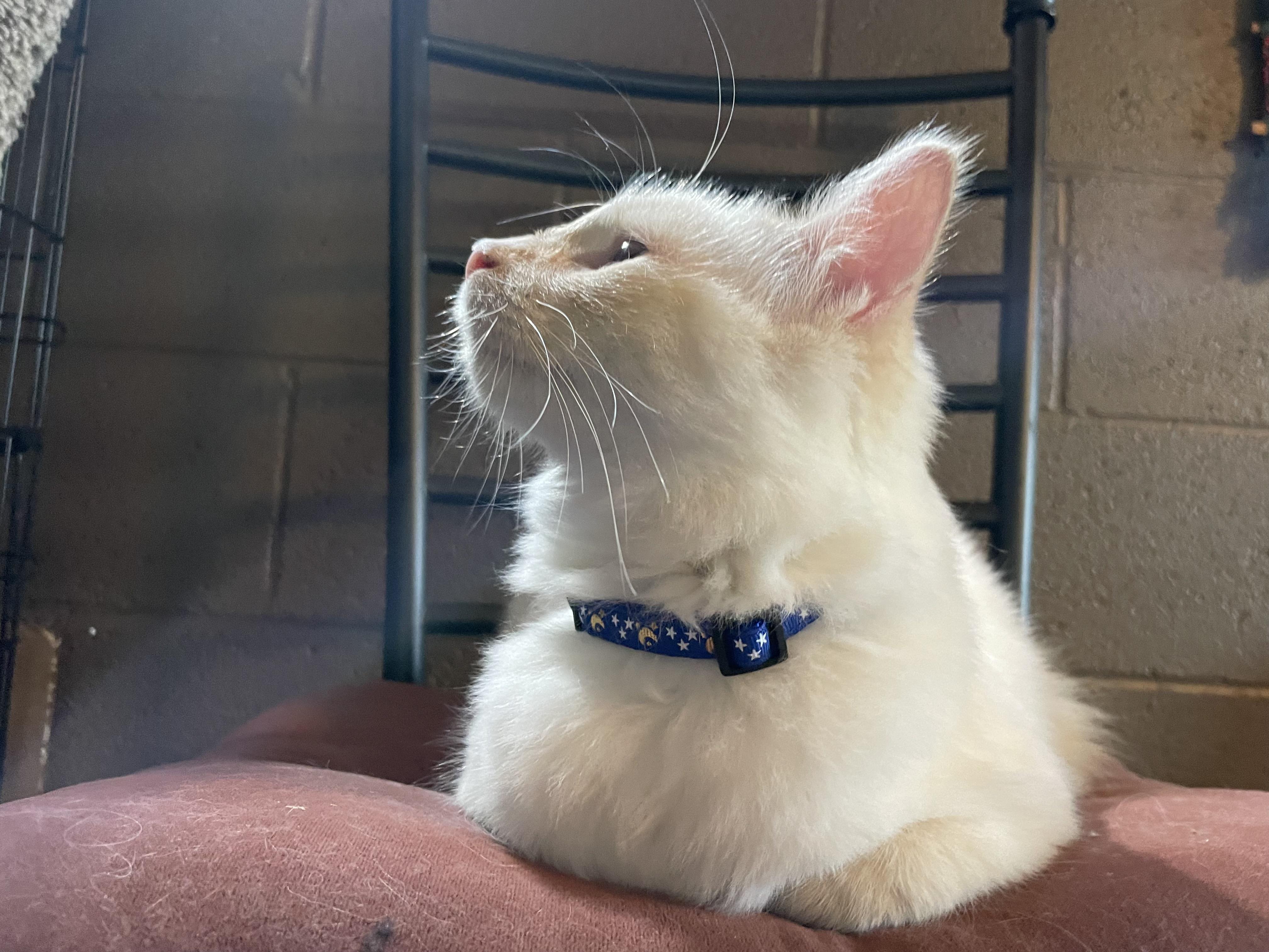 Enlarge Snowball, a ADOPTABLE Siamese in Export, PA image 2/4