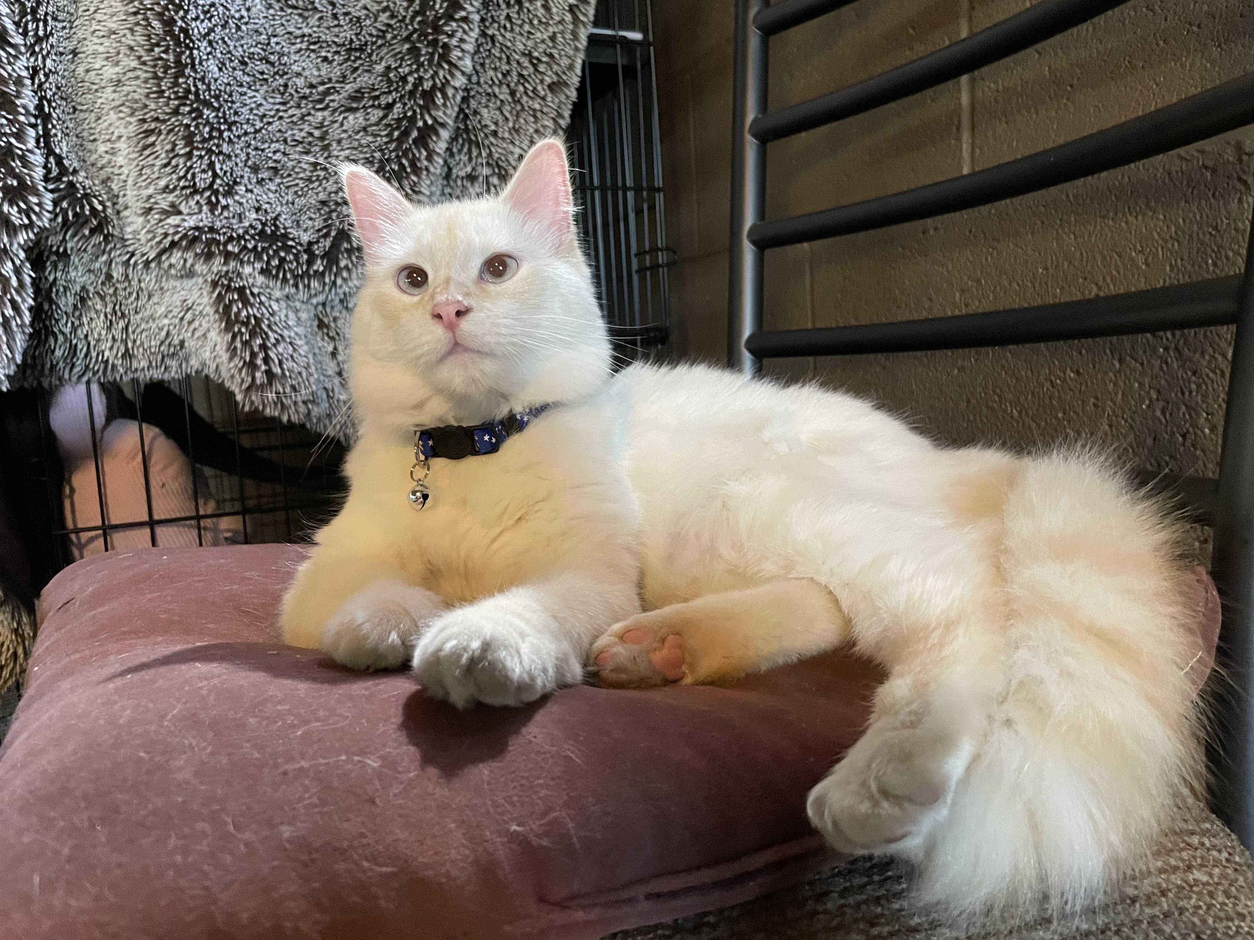 Enlarge Snowball, a ADOPTABLE Siamese in Export, PA image 1/4