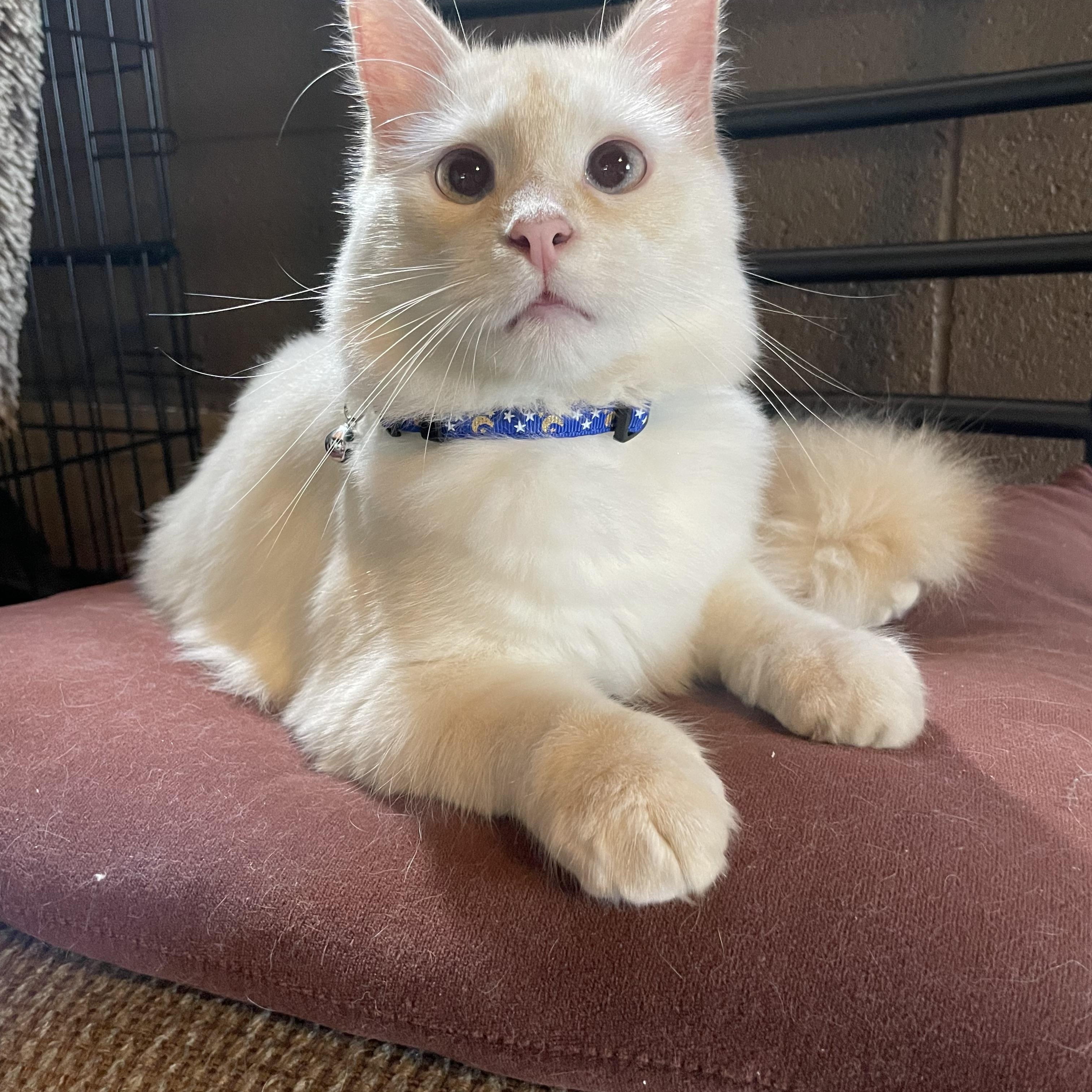 Enlarge Snowball, a ADOPTABLE Siamese in Export, PA image 3/4