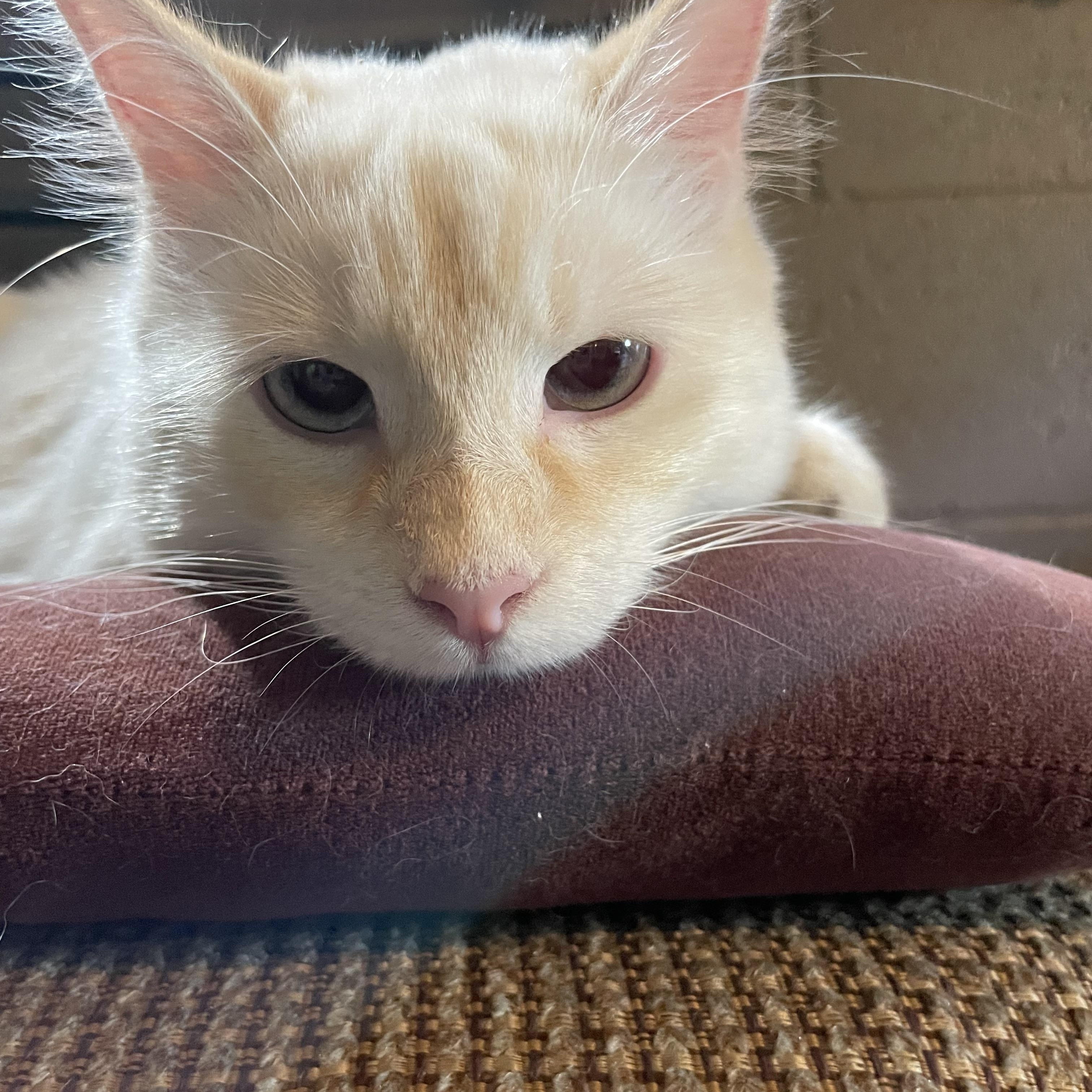 Enlarge Snowball, a ADOPTABLE Siamese in Export, PA image 4/4