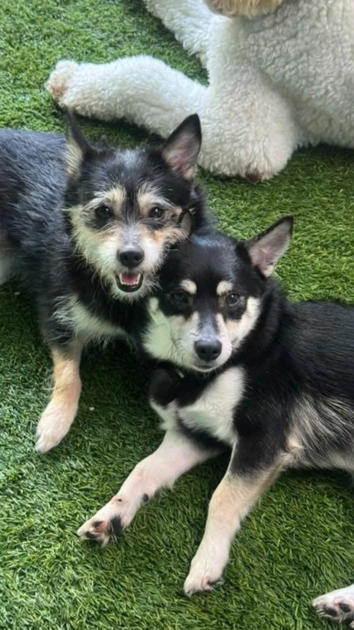 Prince and Princess (BONDED PAIR) Terrier Dog