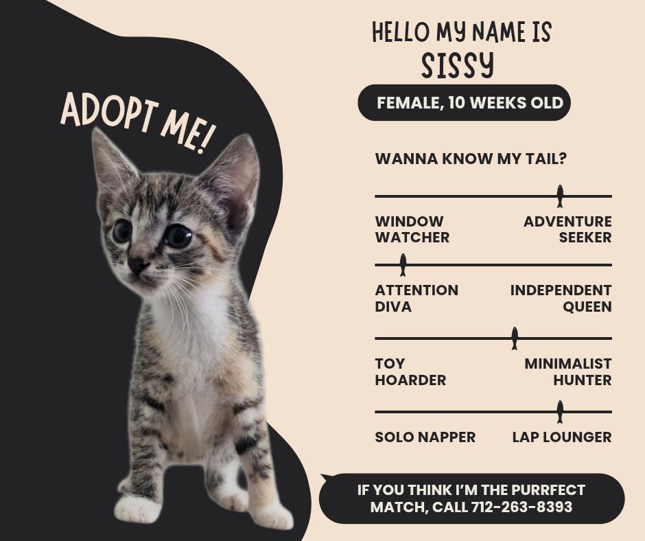 Sissy, Adopted, Young Female Domestic Short Hair.