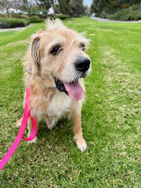 Cooper, a ADOPTABLE mixed breed in Los Angeles, CA image 4/6