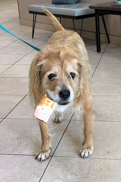 Cooper, a ADOPTABLE mixed breed in Los Angeles, CA image 5/6