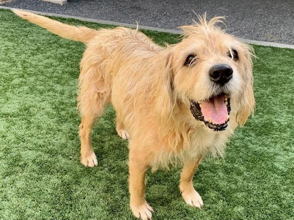 Cooper, a ADOPTABLE mixed breed in Los Angeles, CA image 3/6