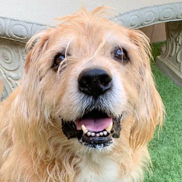 Cooper, ADOPTABLE, Senior Male Golden Retriever.