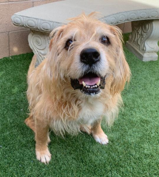 Cooper, a ADOPTABLE mixed breed in Los Angeles, CA image 6/6