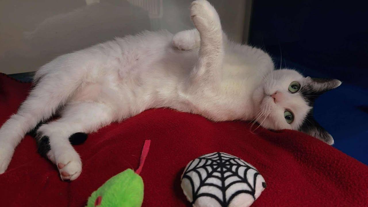 Enlarge -Mom in Maine, a Adopted Domestic Short Hair in Cumberland, ME image 1/2