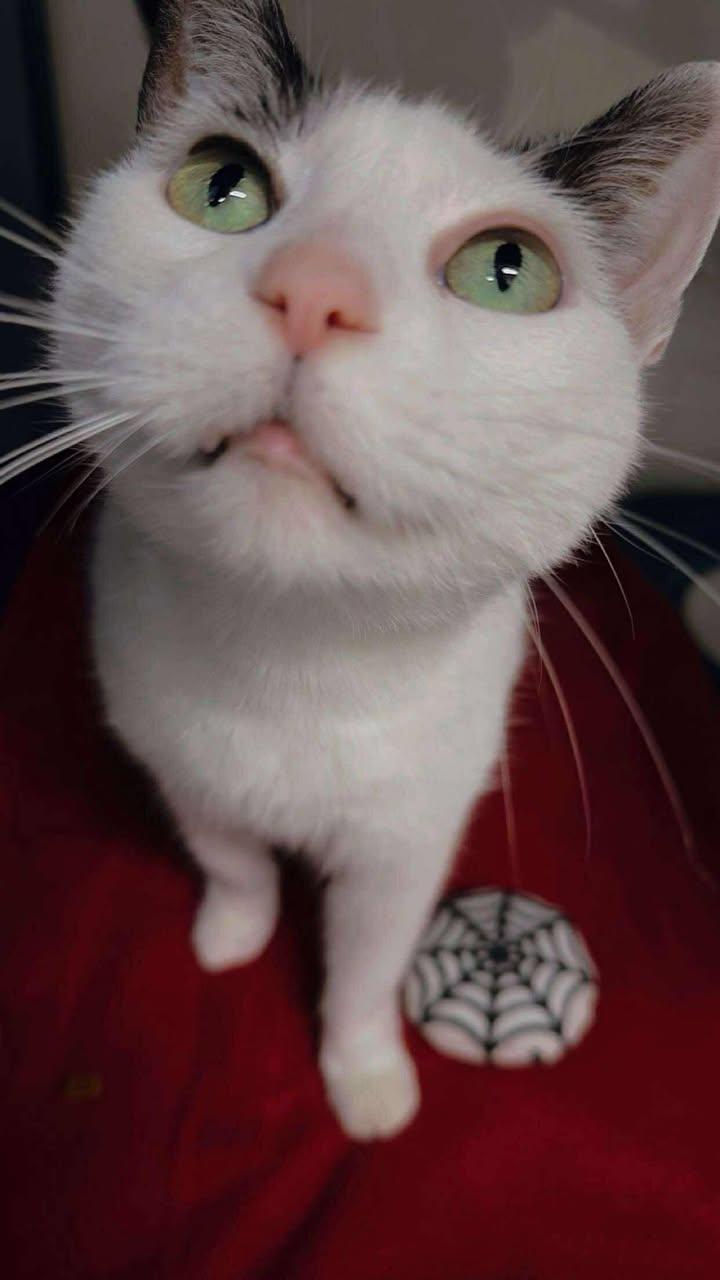 Enlarge -Mom in Maine, a Adopted Domestic Short Hair in Cumberland, ME image 2/2