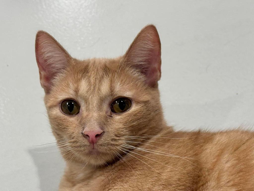 Kizzy, a Adoptable mixed breed in Dalton, GA image 2/5